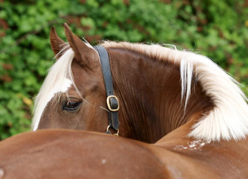 Kissing Spine in Horses PetMD